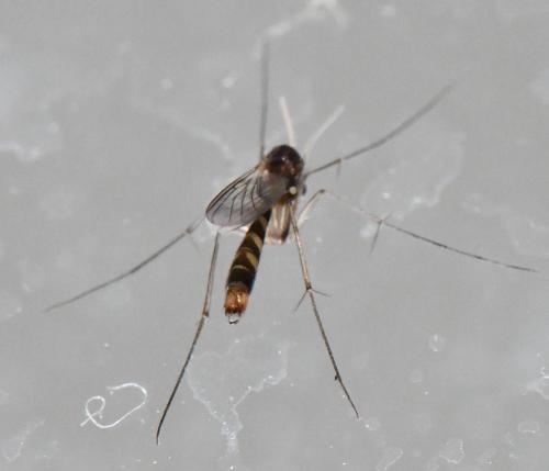 Réf. 315 720 : Rymosia fasciata